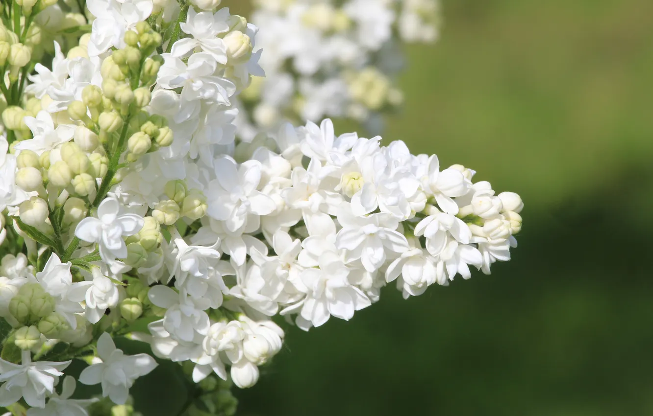 Фото обои white, flower, lilac