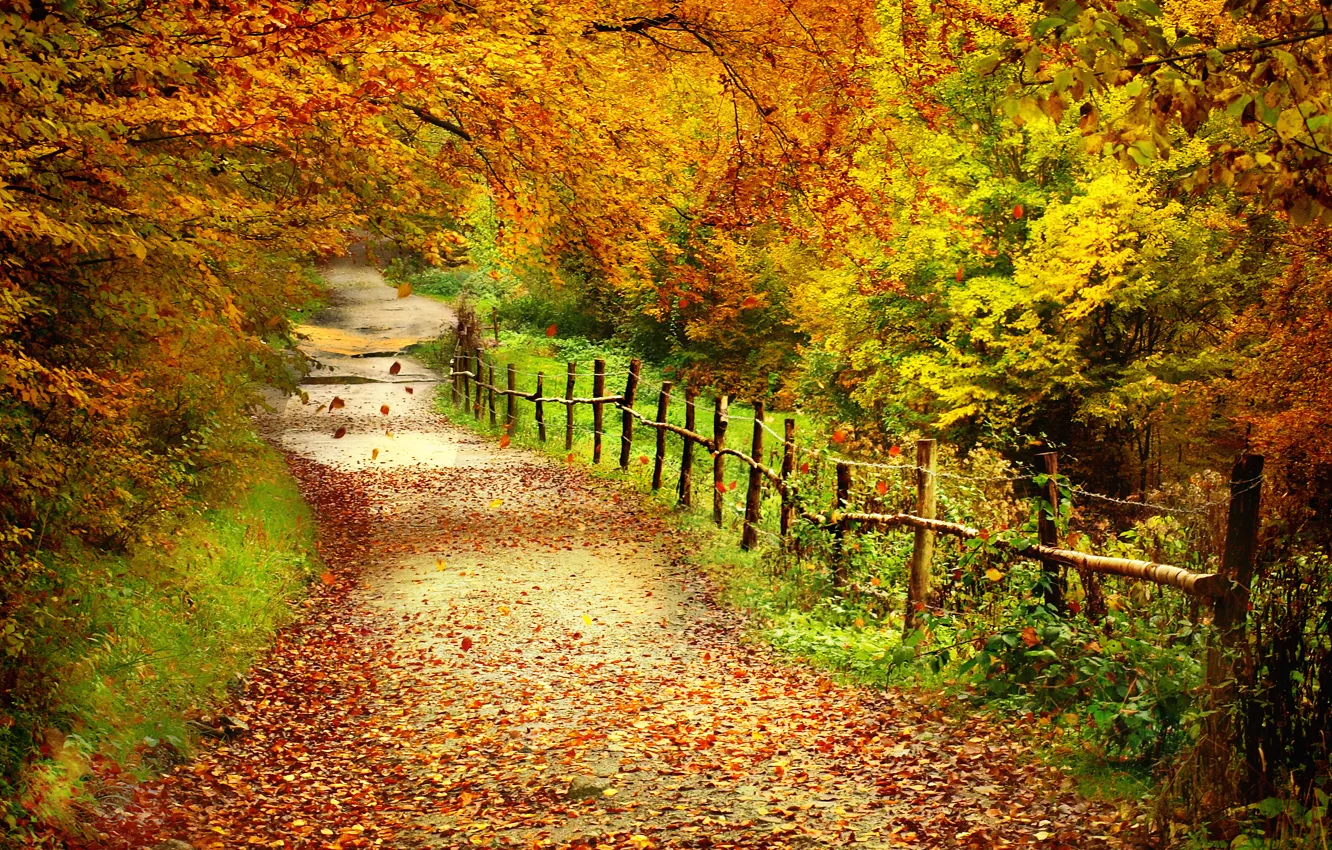 Фото обои дорога, осень, листья, деревья, пейзаж