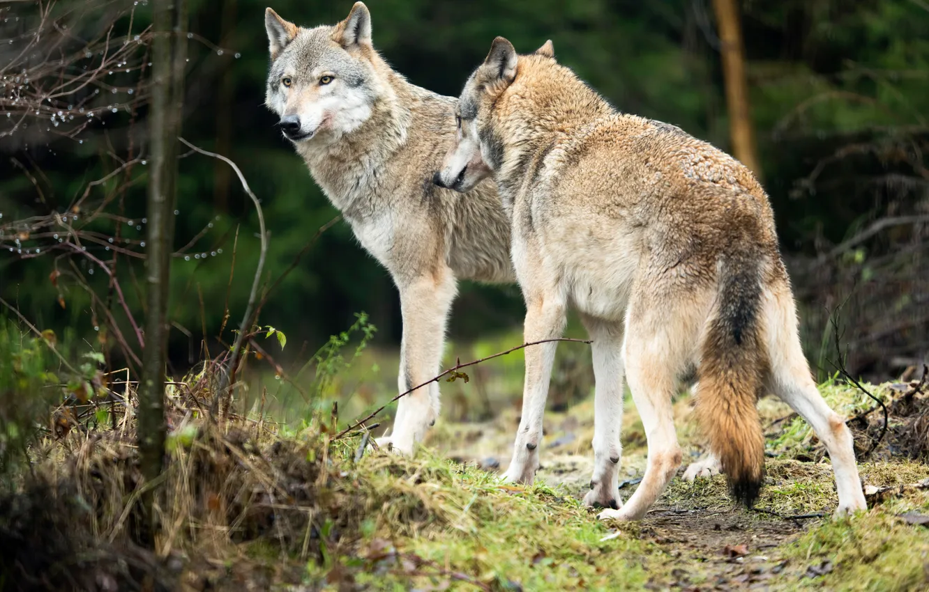 Фото обои predator, wolf, portrait, portrait., Canis lupus. face