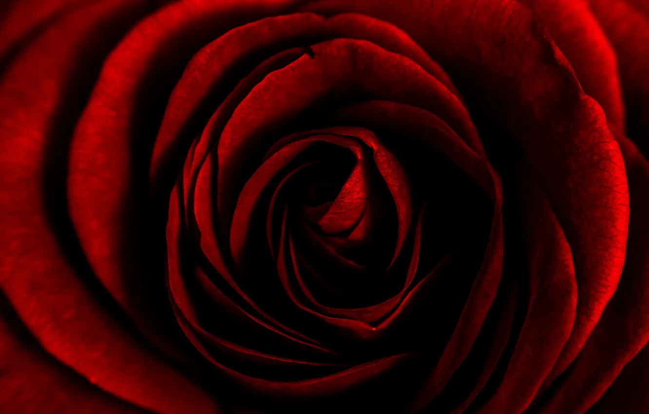Фото обои red, rose, petals