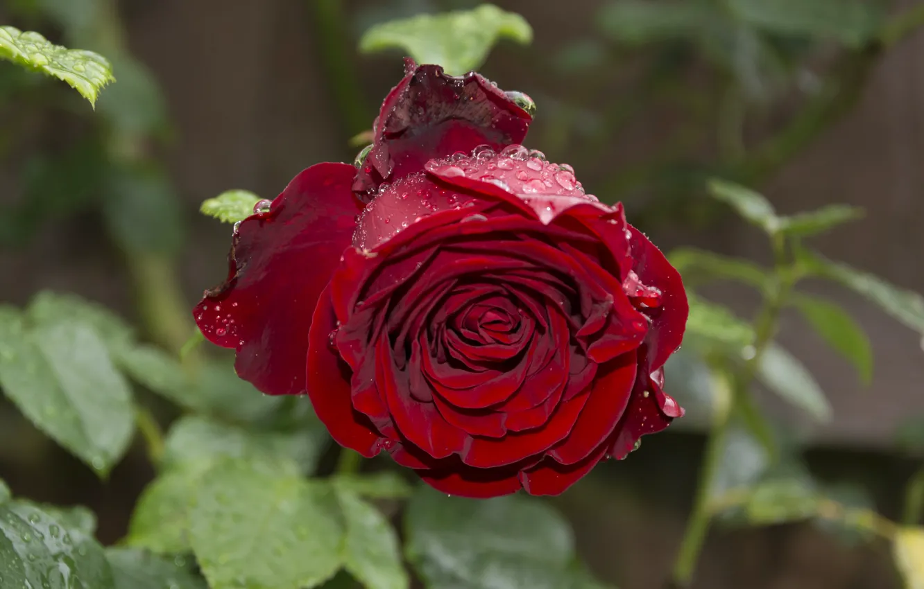 Фото обои капли, Роза, red, rose, красная, drops