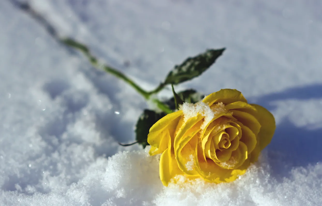 Фото обои снег, природа, роза