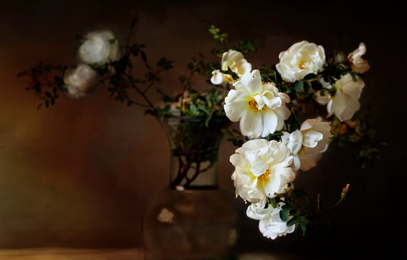 Фото обои цветы, темный фон, розы, шиповник, белые
