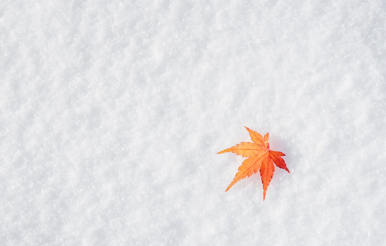 Фото обои зима, осень, листья, снег, клен, winter, background, autumn
