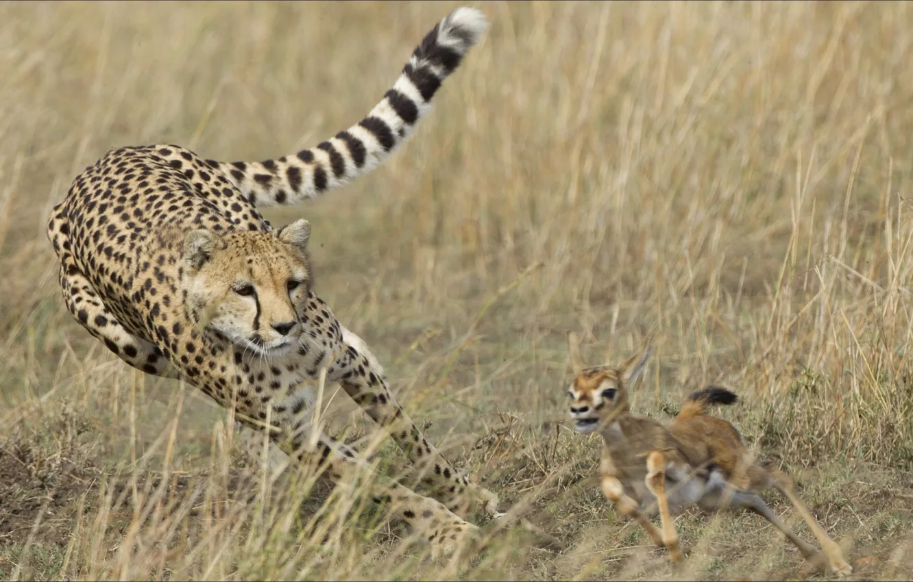 Фото обои oops, two, Animals, gepard, diar
