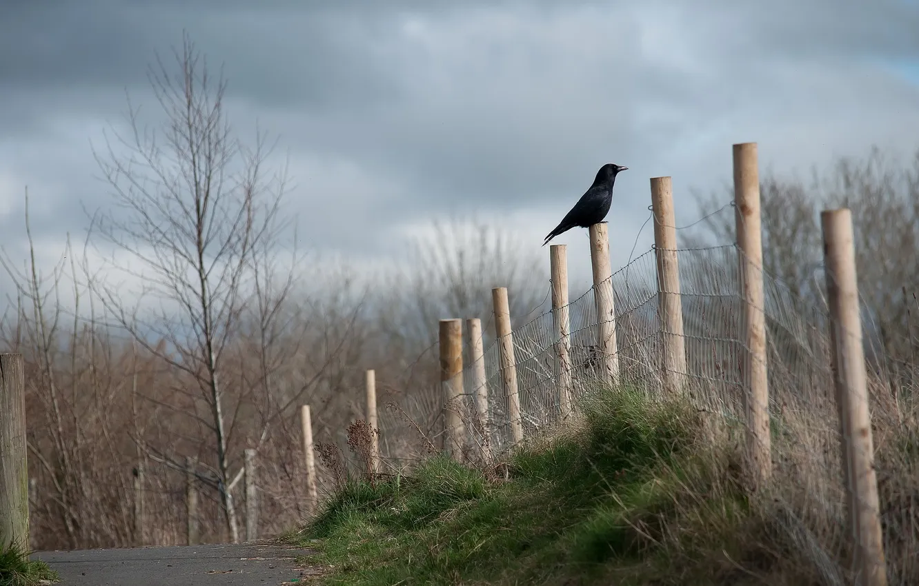 Фото обои дорога, птица, забор