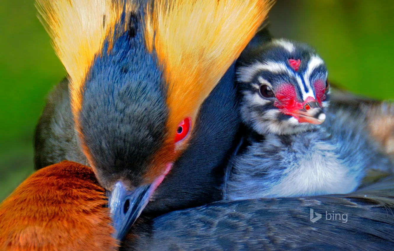 Фото обои птица, краски, перья, птенец