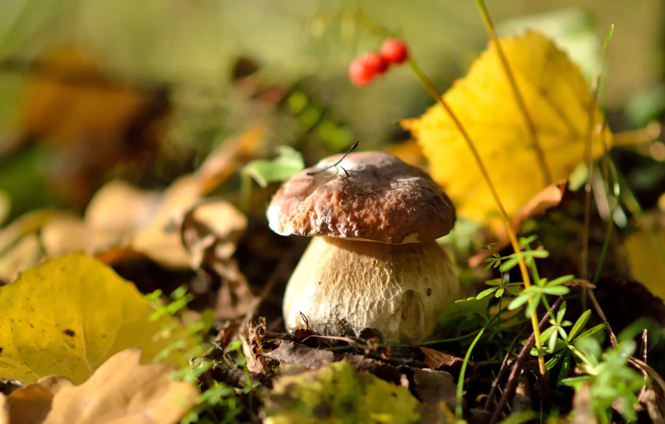 Фото обои осень, лес, листья, природа, грибы, белый гриб, вкусный