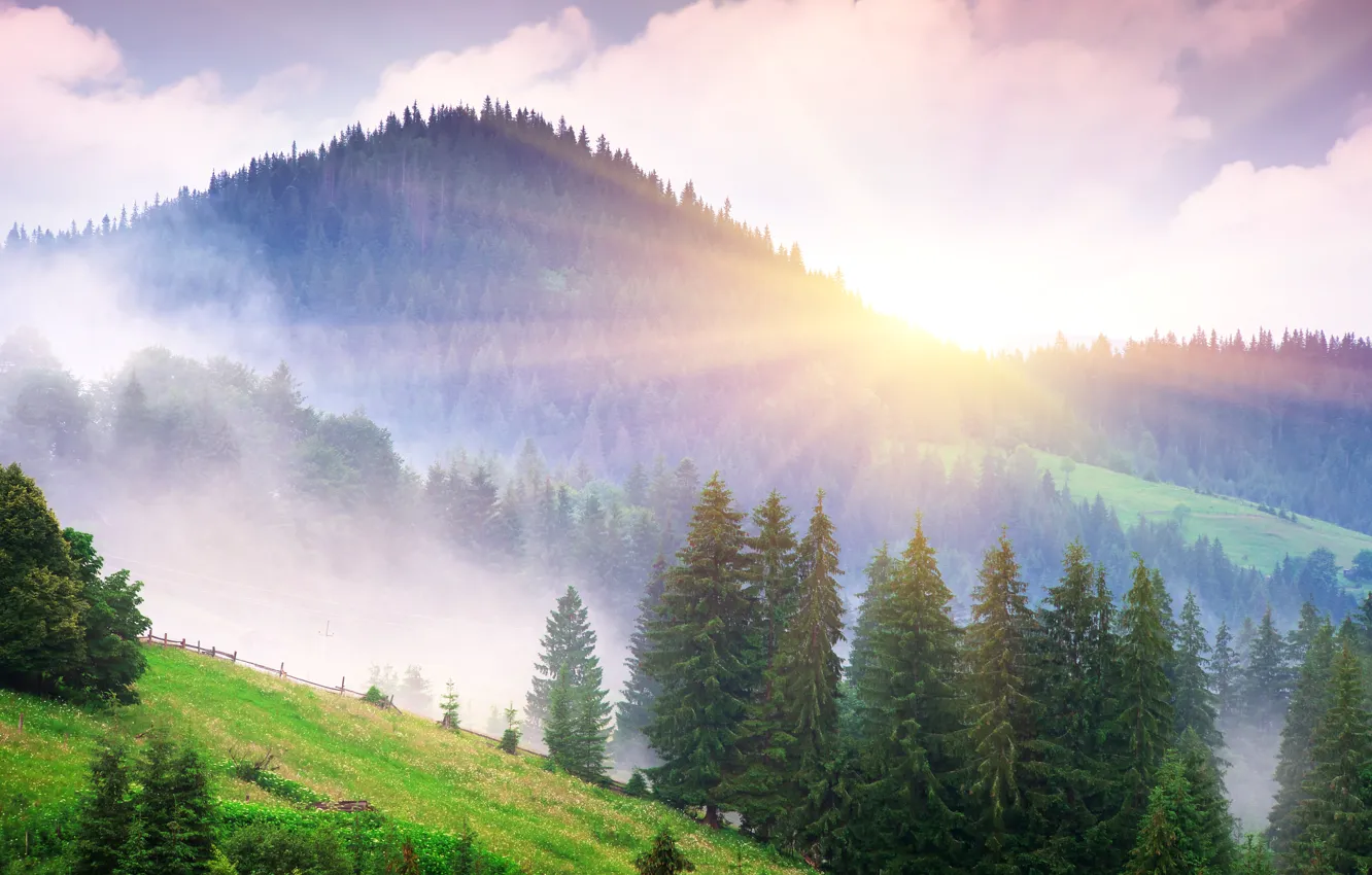 Фото обои лес, деревья, горы, туман, рассвет, лучи солнца