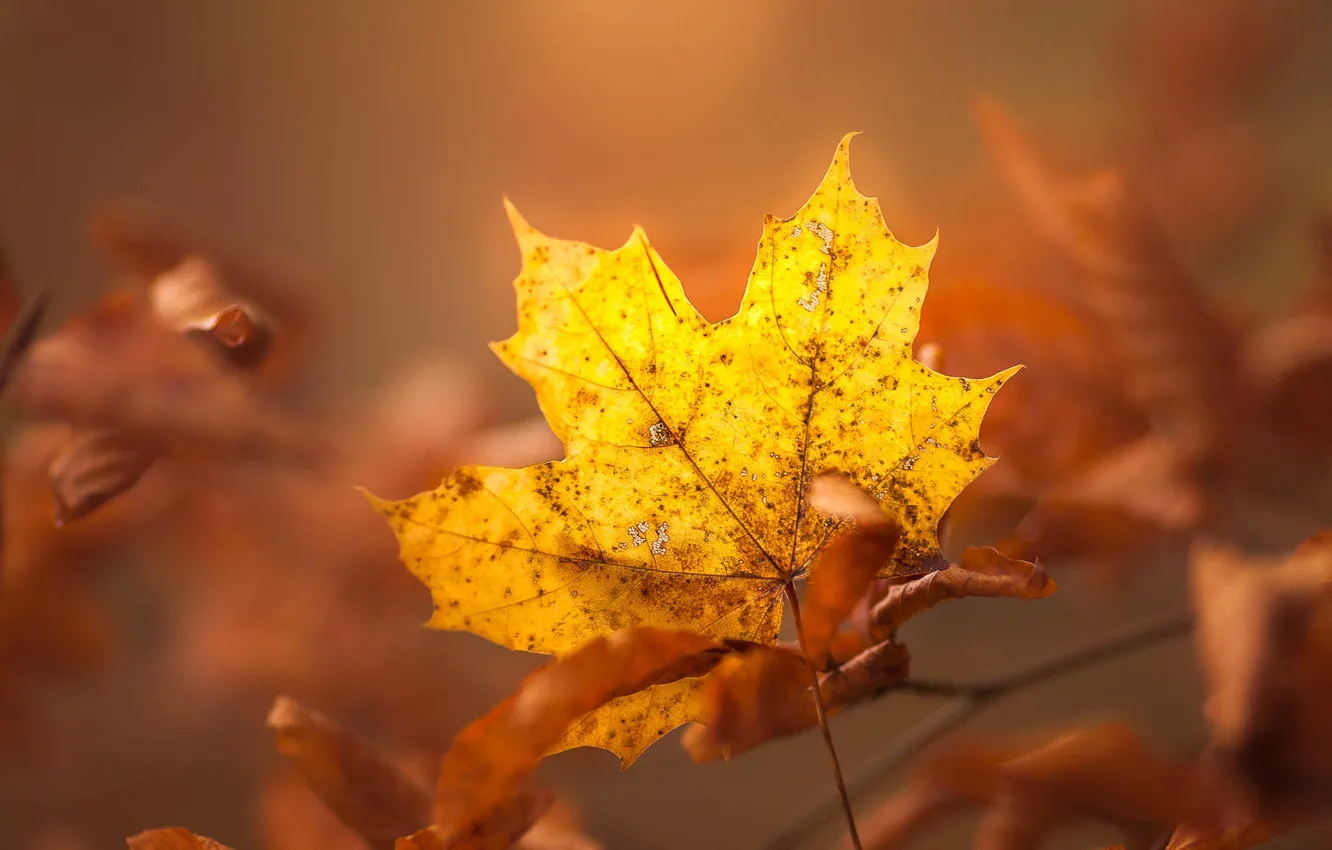 Фото обои осень, листья, свет, желтый, лист, фон, листва, листок