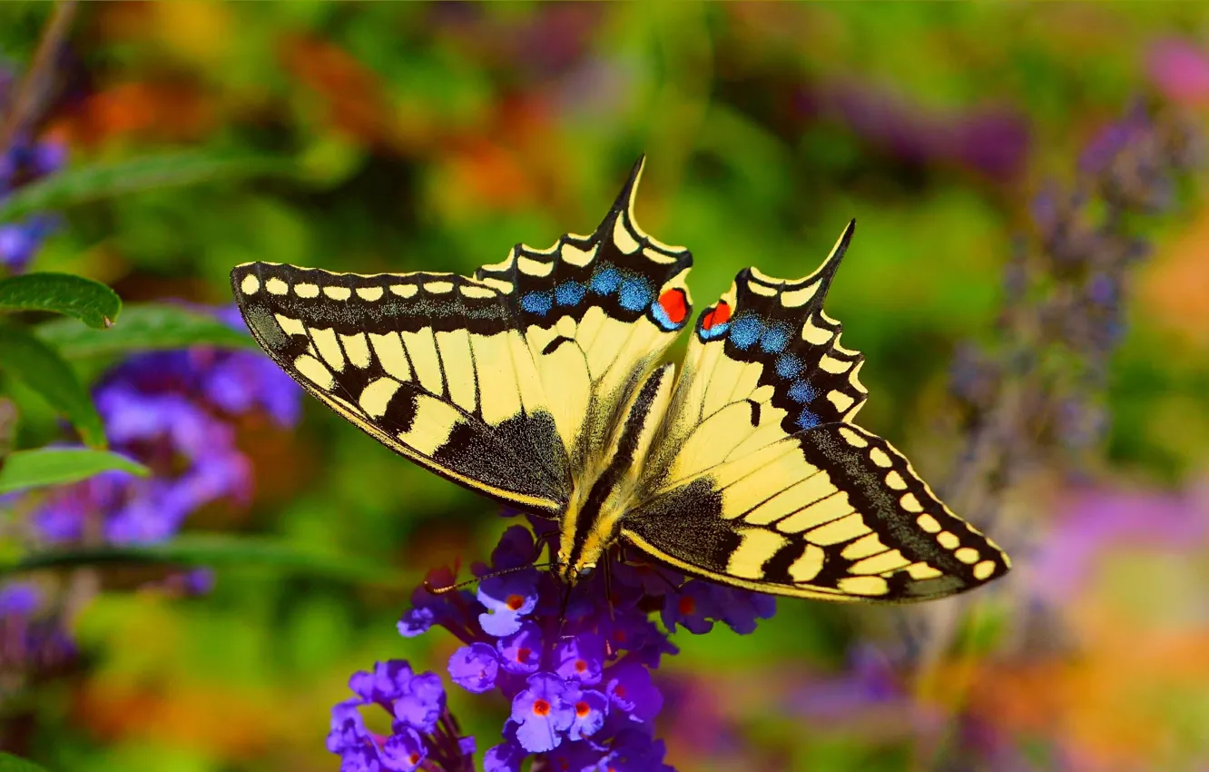 Фото обои цветок, Макро, Бабочка, Macro, Butterfly