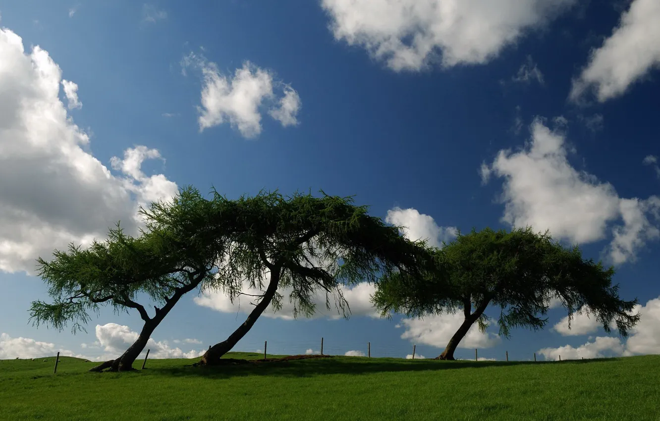 Фото обои зелень, небо, деревья