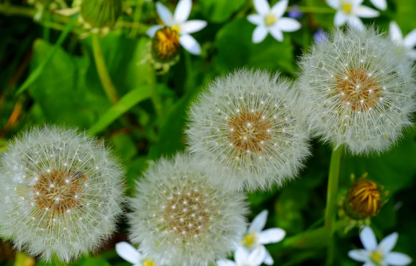 Фото обои Макро, Природа, Одуванчики, Nature, Macro, Dandelions