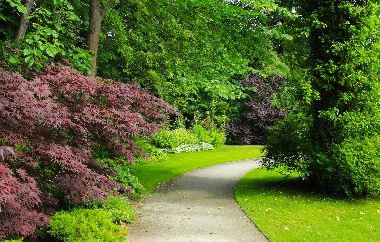 Фото обои trees, park, plants, alley