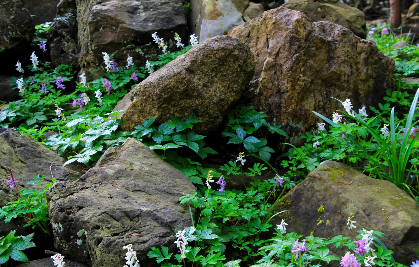 Фото обои flower, garden, stones, plant