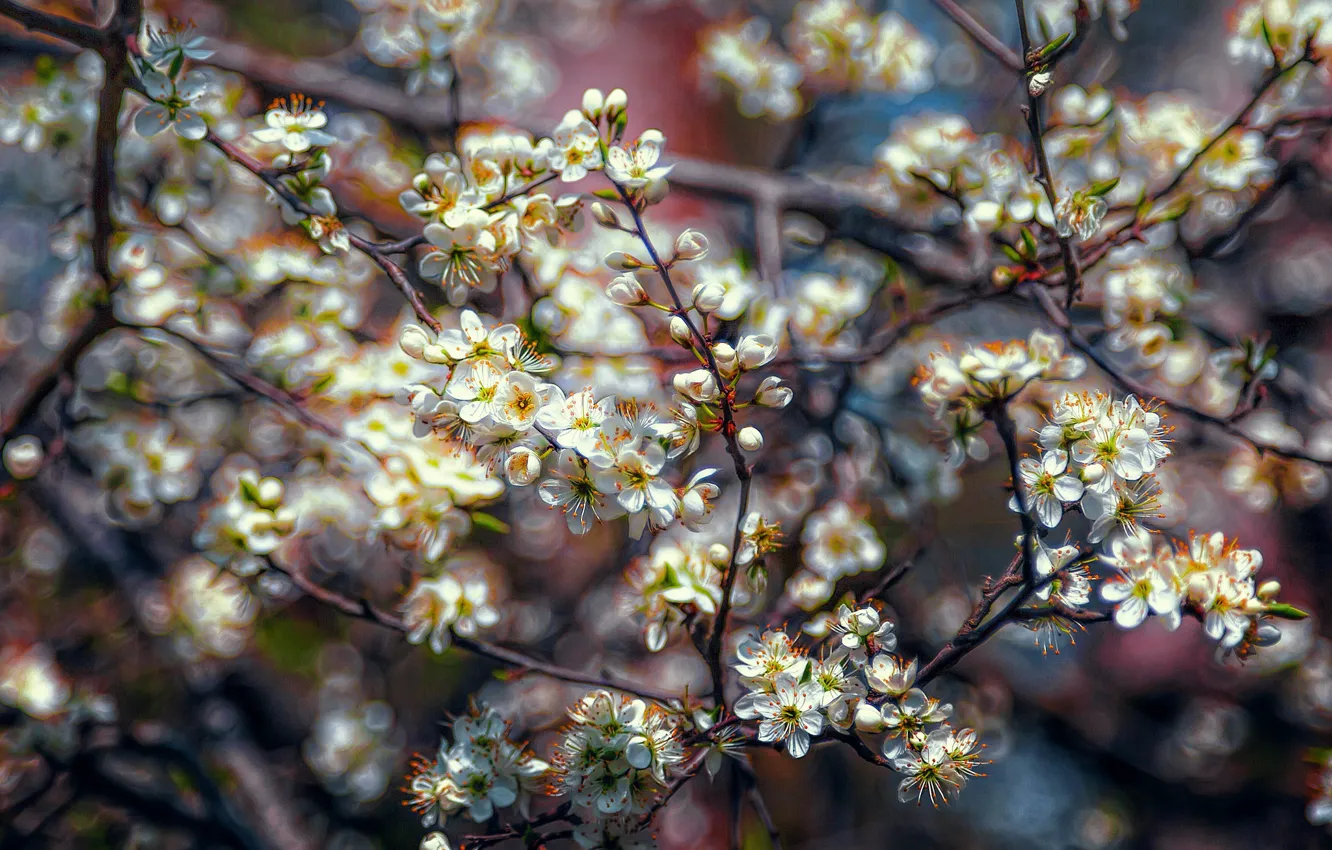 Фото обои ветки, весна, цветение, spring blossom
