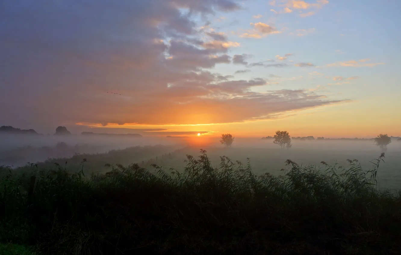Фото обои поле, осень, туман, утро