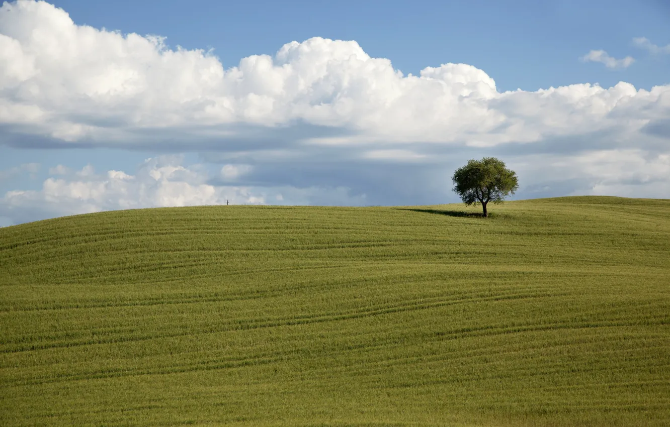 Фото обои green, field, clouds, tree, countryside, farm, farmland, countryside scene