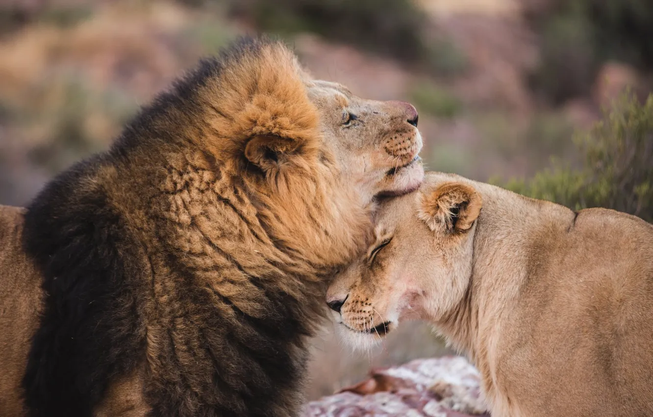 Фото обои love, lions, animal, Africa, big cats, liones, India.