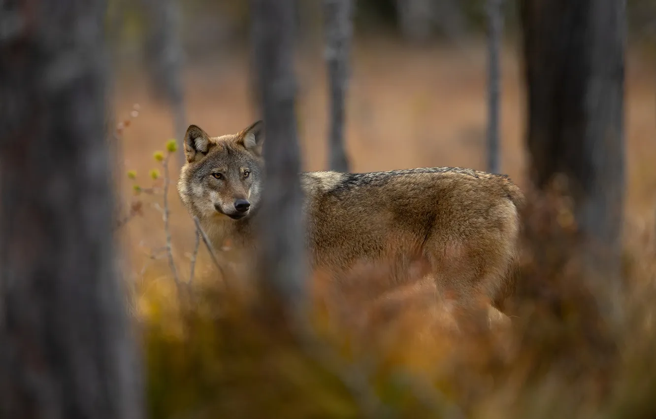 Фото обои fantasy, nature, art, snow, predator, face, animal, wolf