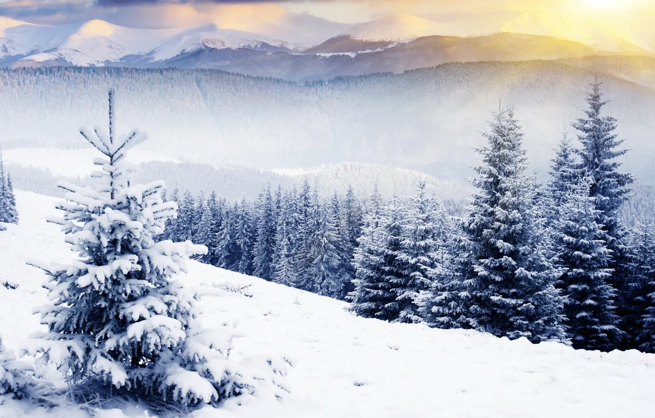 Фото обои зима, лес, небо, солнце, лучи, снег, деревья, пейзаж