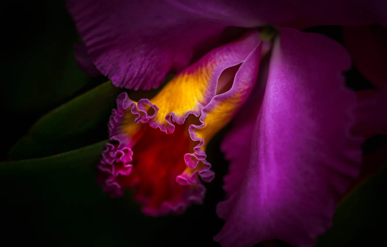 Фото обои макро, лиловый, орхидея