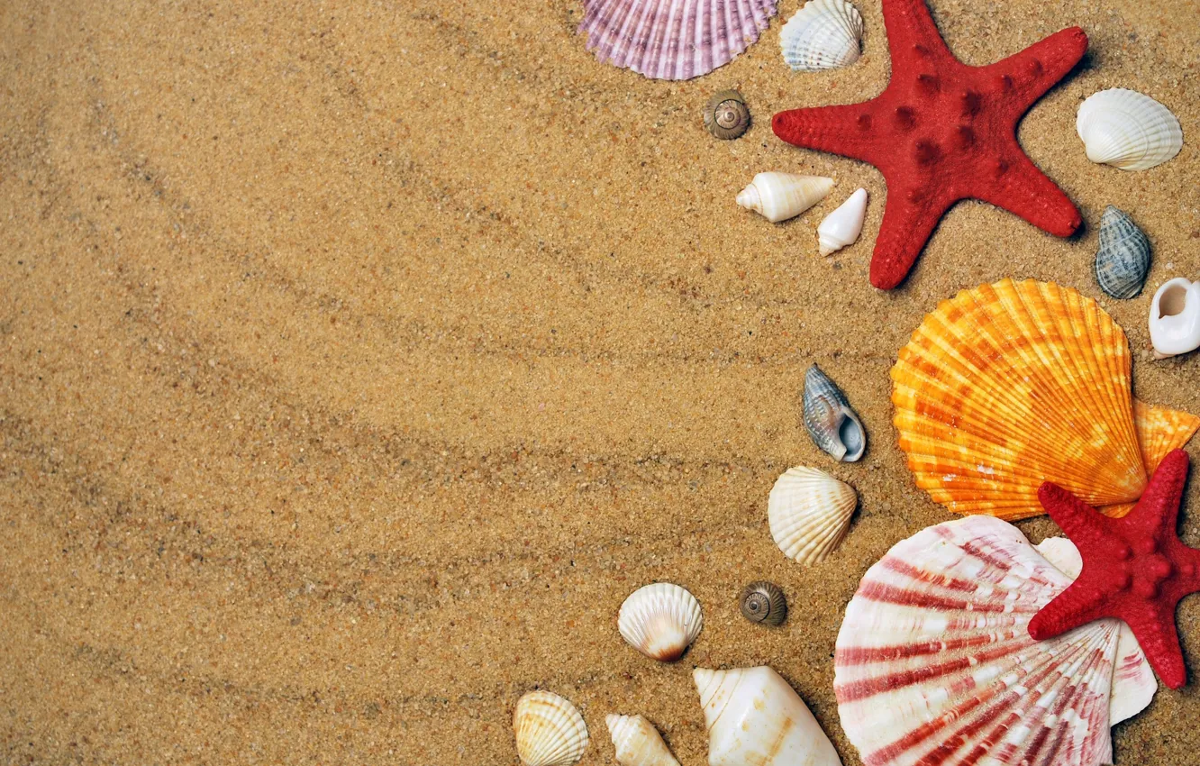 Фото обои песок, раковина, гребешок, ракушки, морская звезда