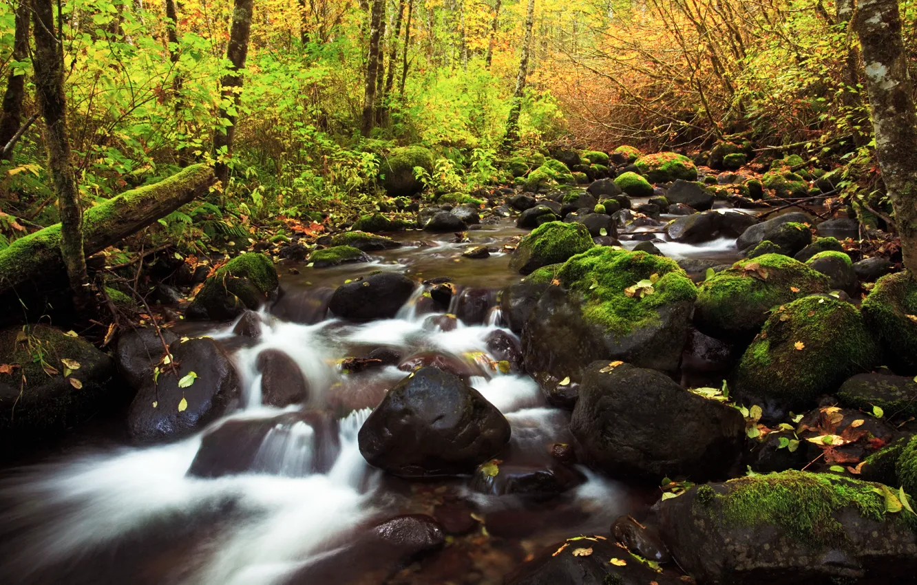 Фото обои осень, природа, река, камни, листва, потоки