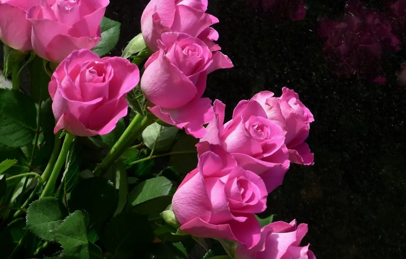 Фото обои цветы, розы, стебель, бутоны