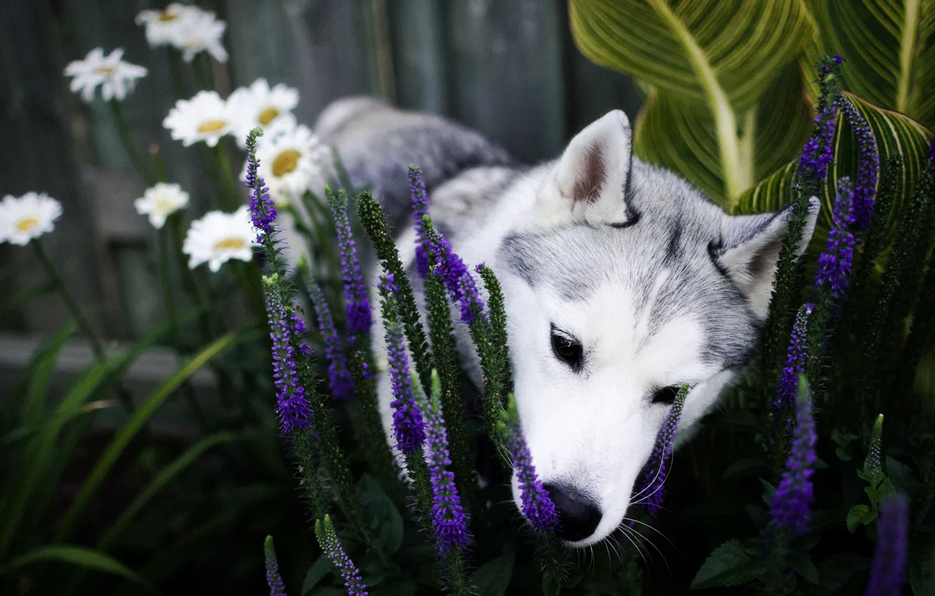Фото обои цветы, собака, сад, нос, щенок, клумба, хаски, нюхает