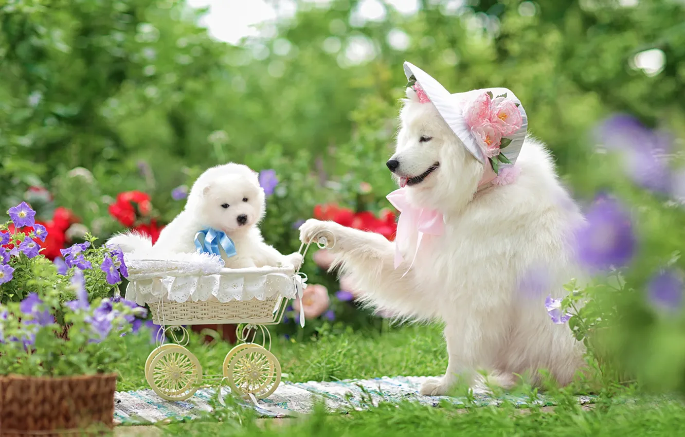 Фото обои собаки, цветы, коляска, щенок, шляпка, прогулка, семейный портрет