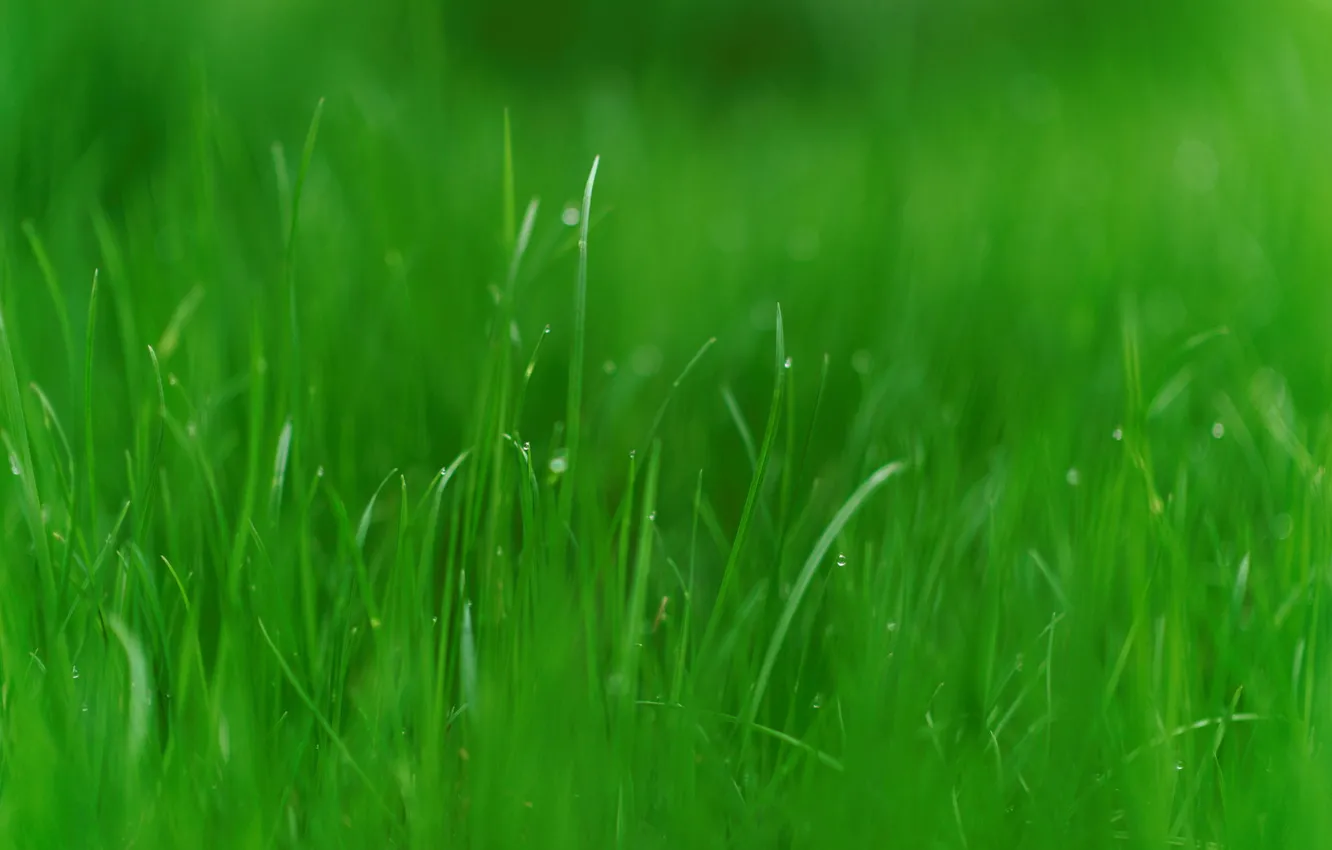 Фото обои зелень, трава, природа, фото