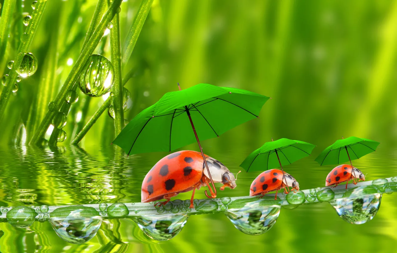 Фото обои вода, капельки, зонтики, божьи коровки, травинка, травинки