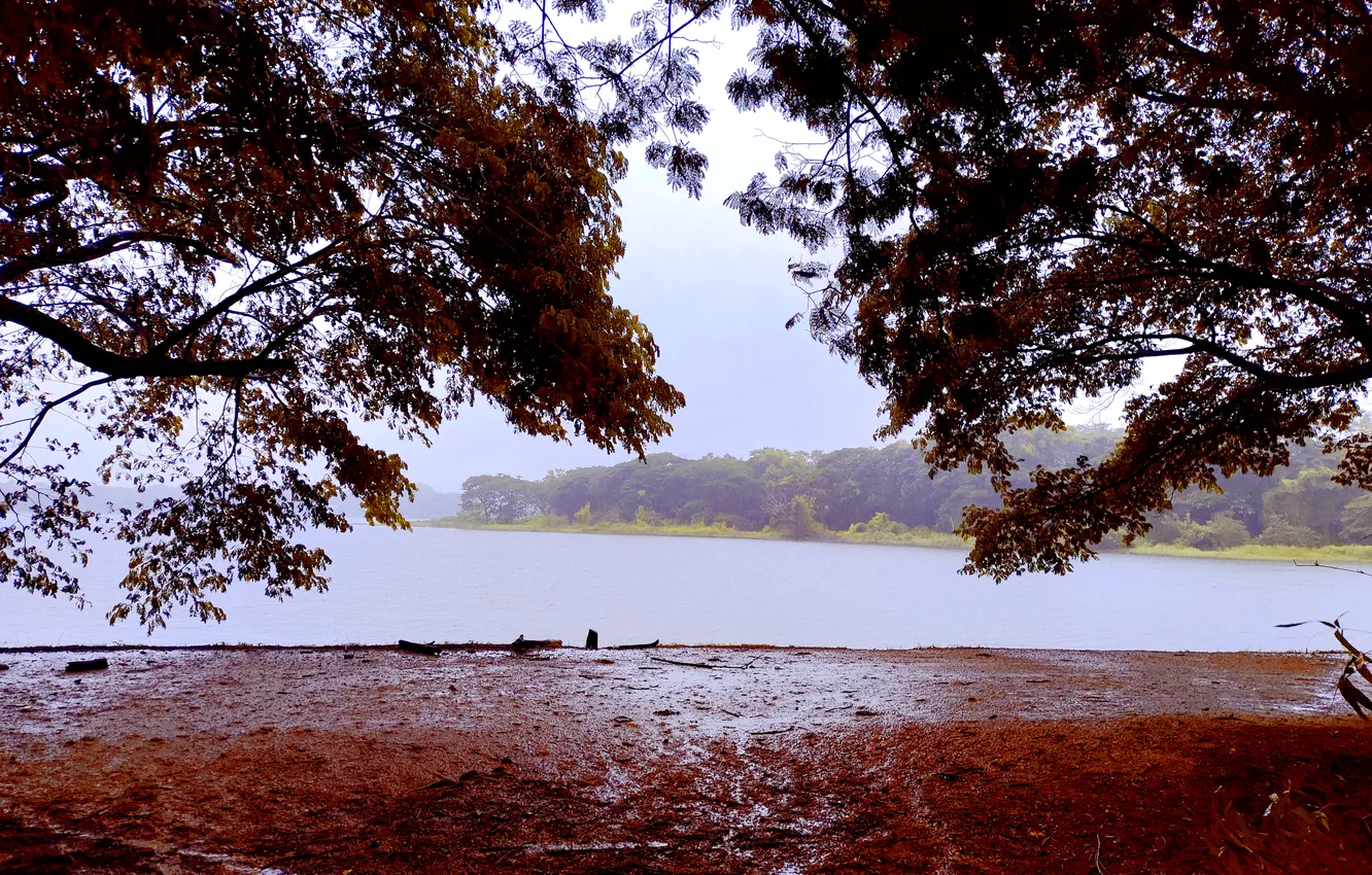 Фото обои Water, Rain, Morning, Lake, Trees, Mud, Path, Photogrpahy