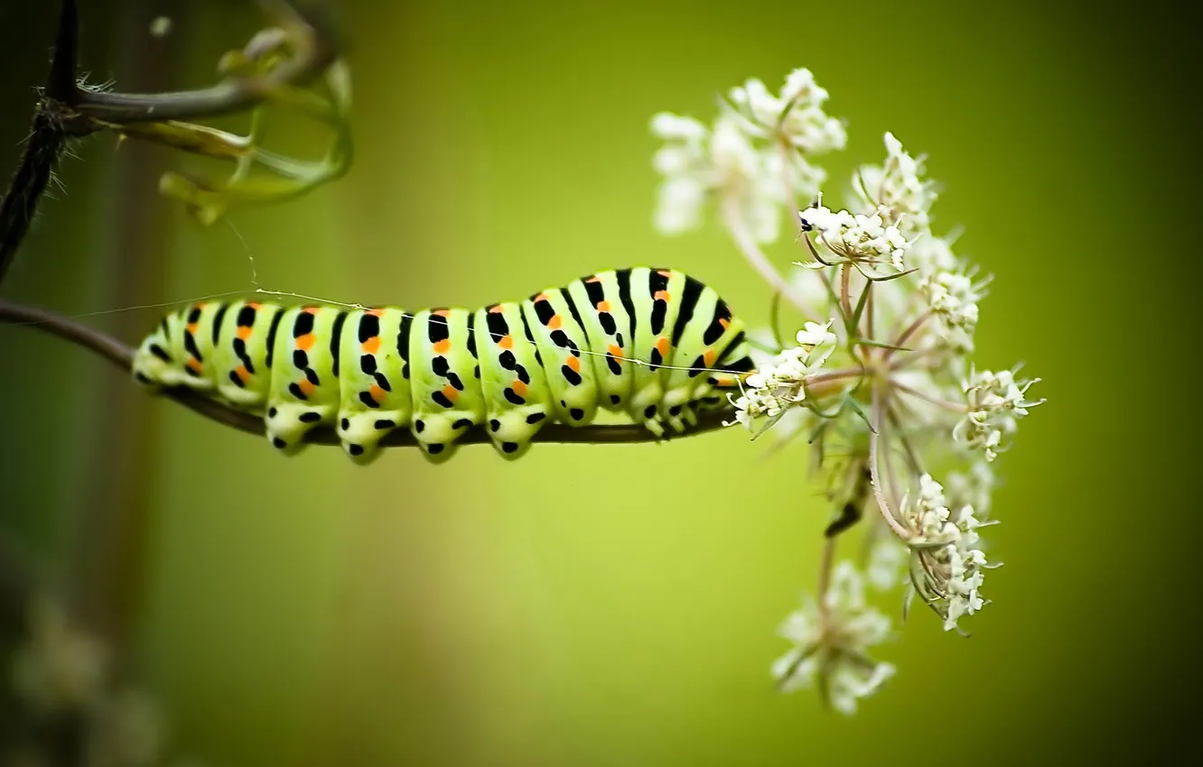 Фото обои цветок, макро, гусеница, Papilio machaon caterpillar