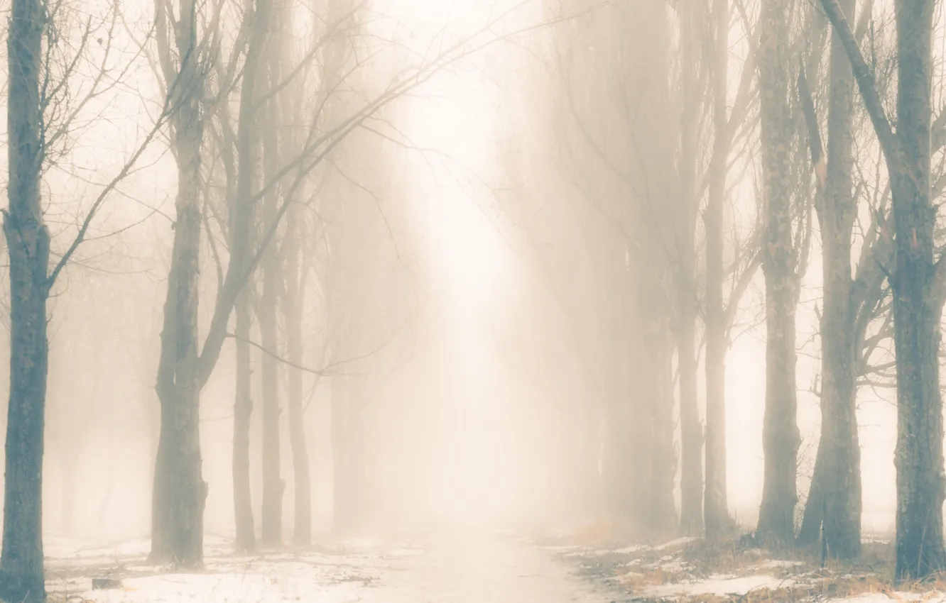 Фото обои зима, снег, деревья, природа, аллея