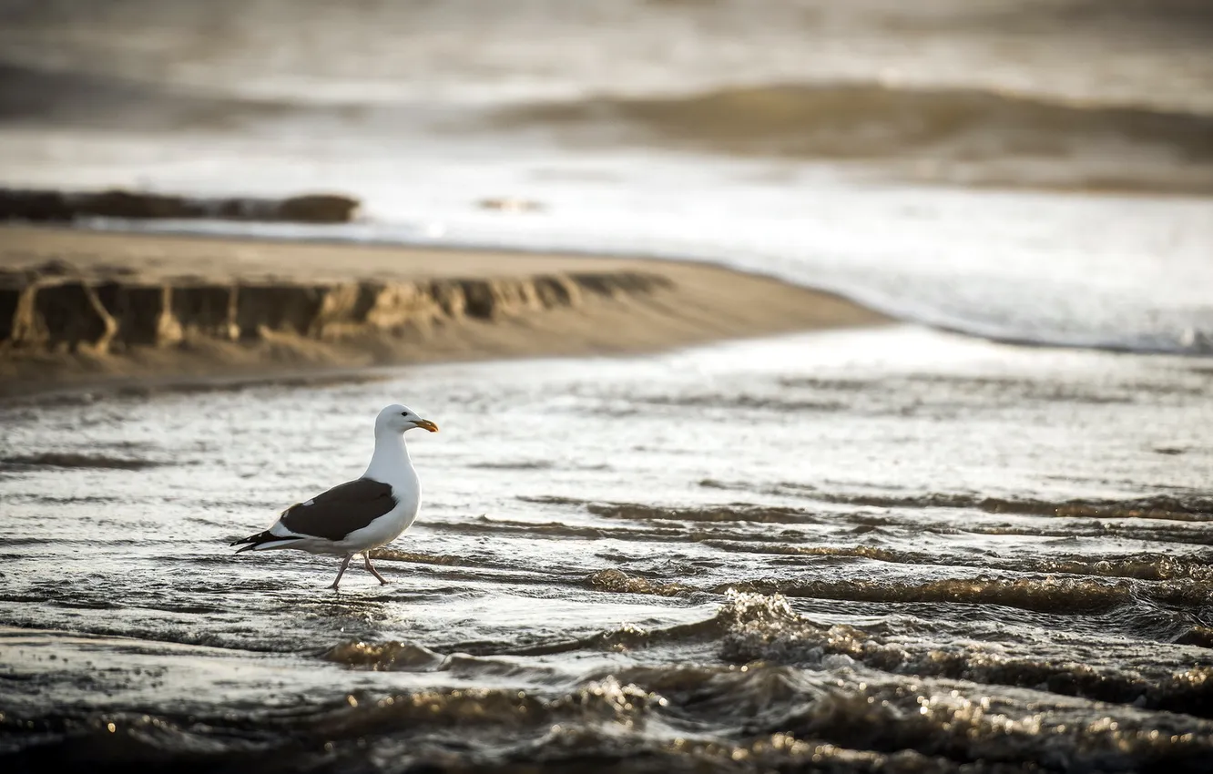 Фото обои california, beach, ocean, seagull, pacific, san gregorio
