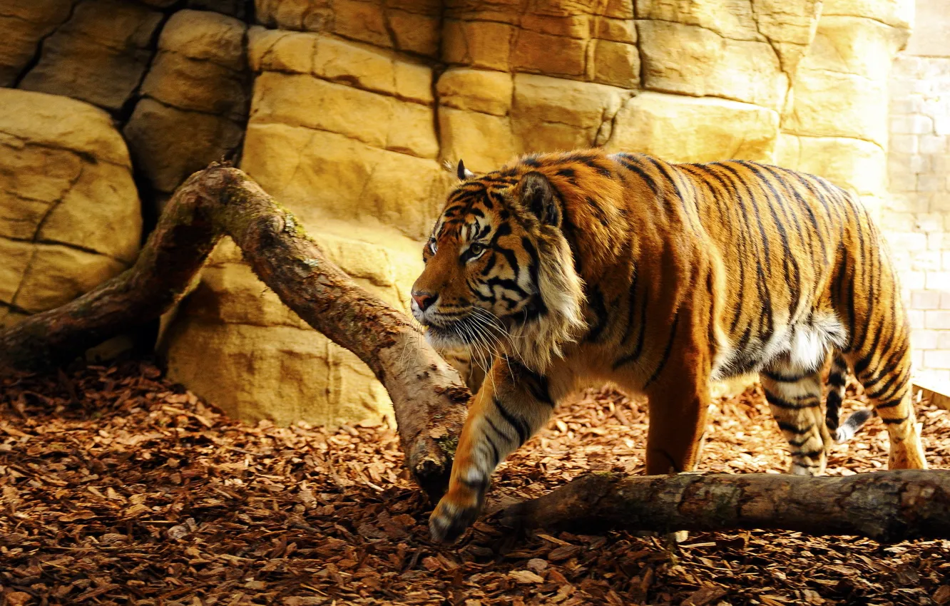 Фото обои взгляд, тигр, хищник, пещера