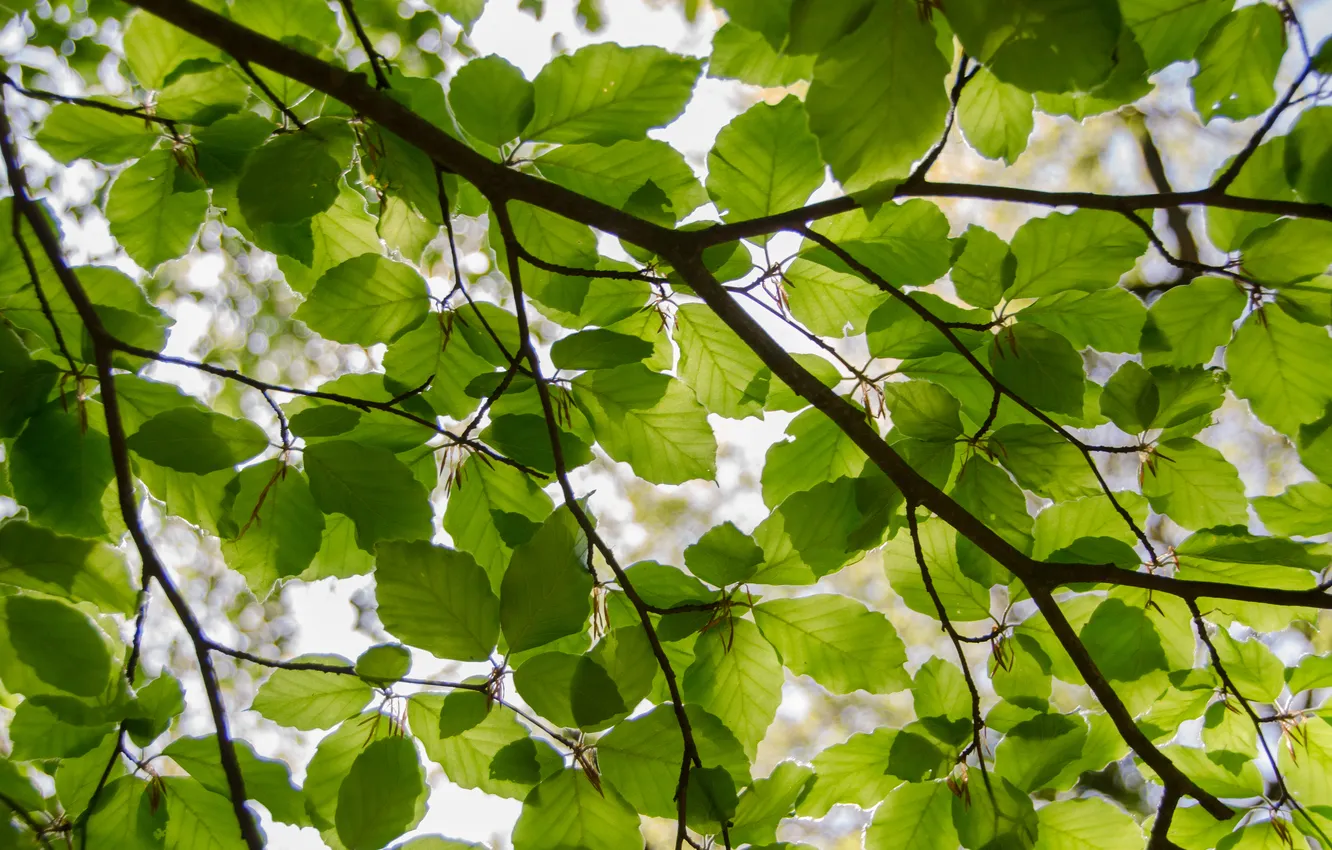Фото обои green, leaves, tree, branch