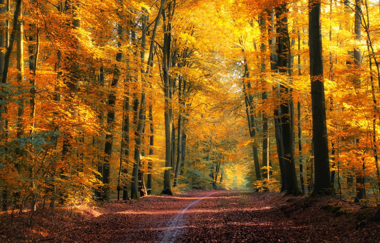 Фото обои дорога, осень, лес, листва, Jоrn Brede