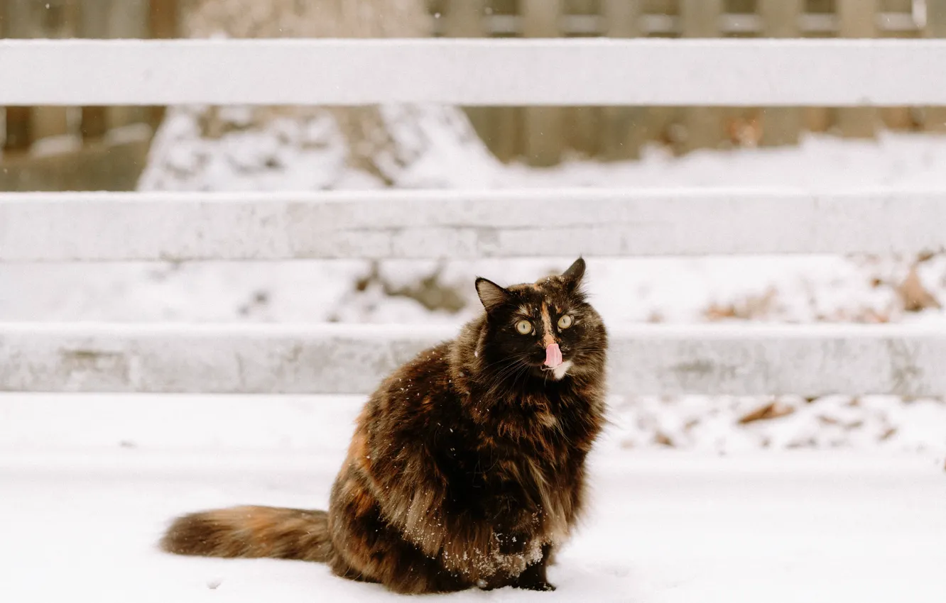 Фото обои зима, язык, кошка, кот, снег, шерсть, пушистая