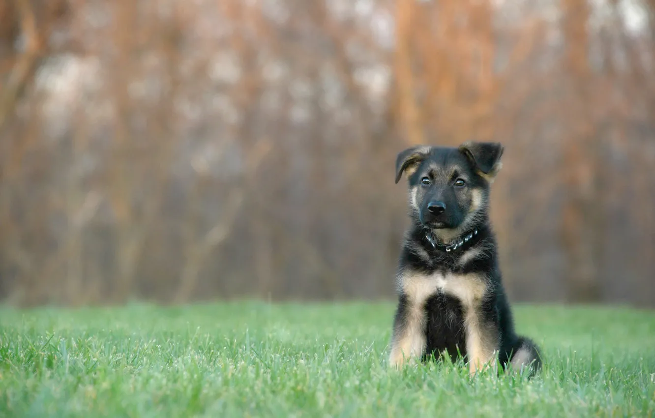 Фото обои трава, собака, щенок, боке, Немецкая овчарка