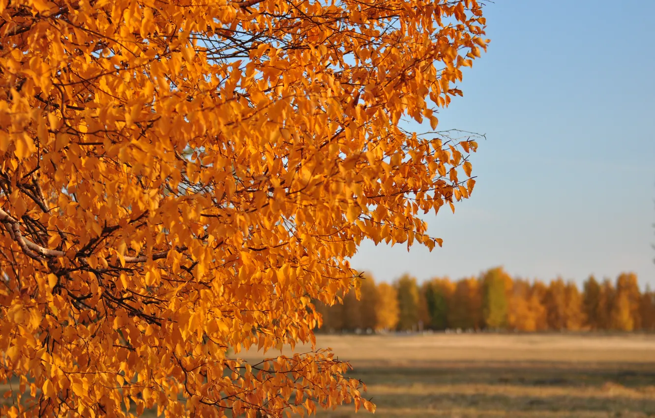 Фото обои поле, осень, листья, солнце, деревья, природа