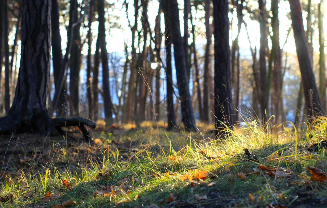 Фото обои light, forest, park, autumn, sun