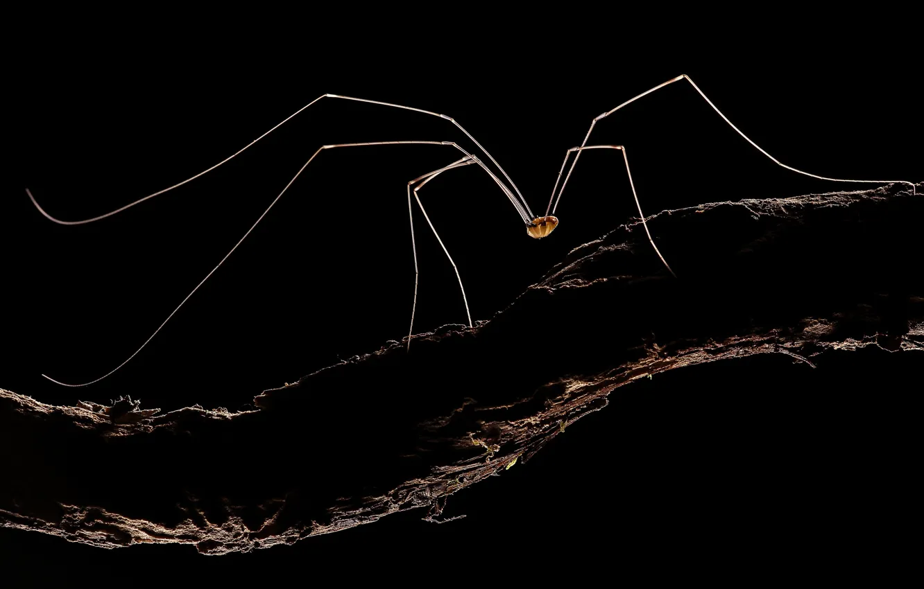 Фото обои ветка, branch, hay spider, Pholcidae, паук-сенокосец