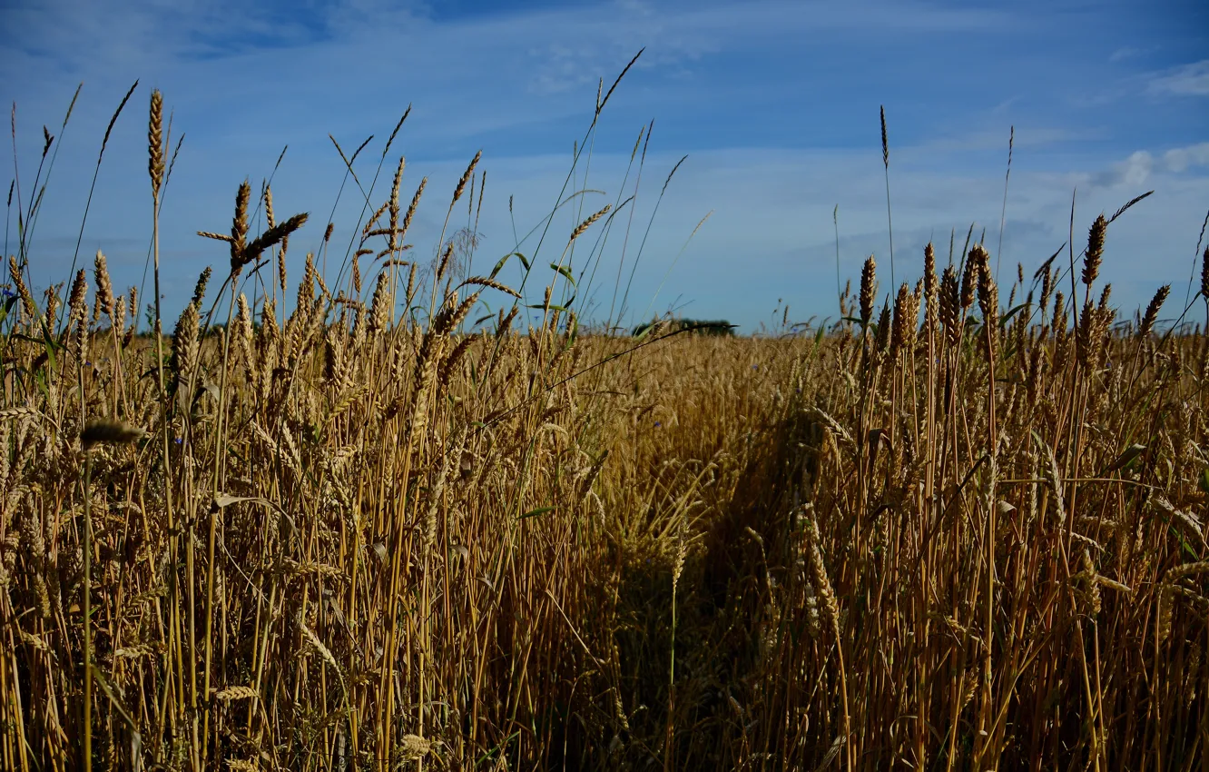 Фото обои пшеница, поле, лето, небо, пейзаж