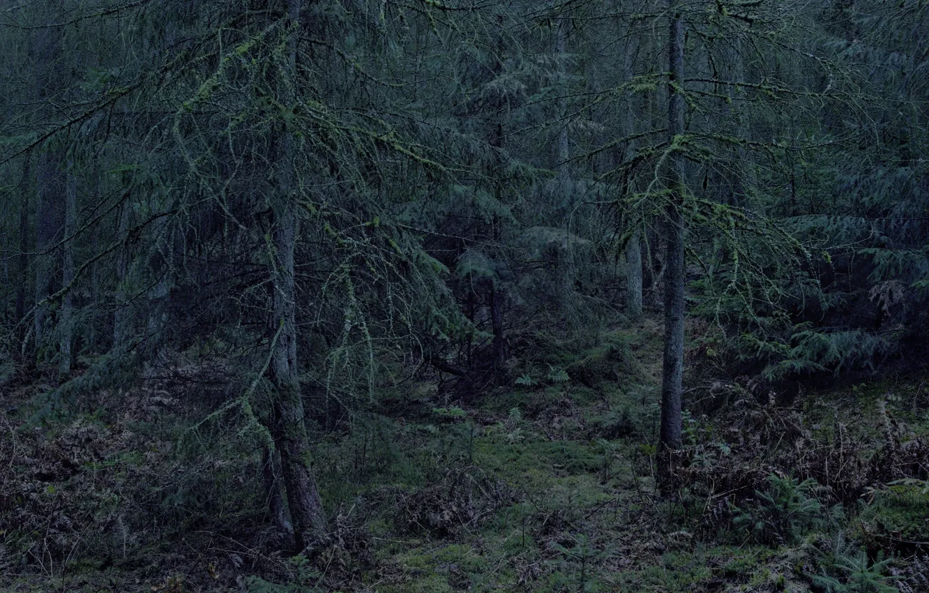Фото обои лес, деревья, природа, Michael Lange