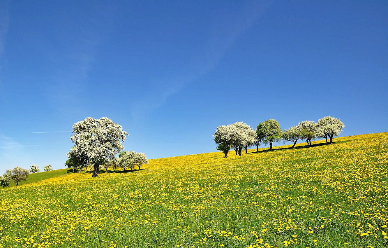 Фото обои деревья, пейзаж, цветы, Природа, луг, голубое небо