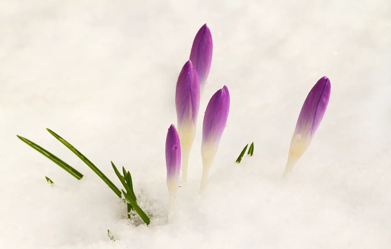 Фото обои снег, цветы, весна, крокус