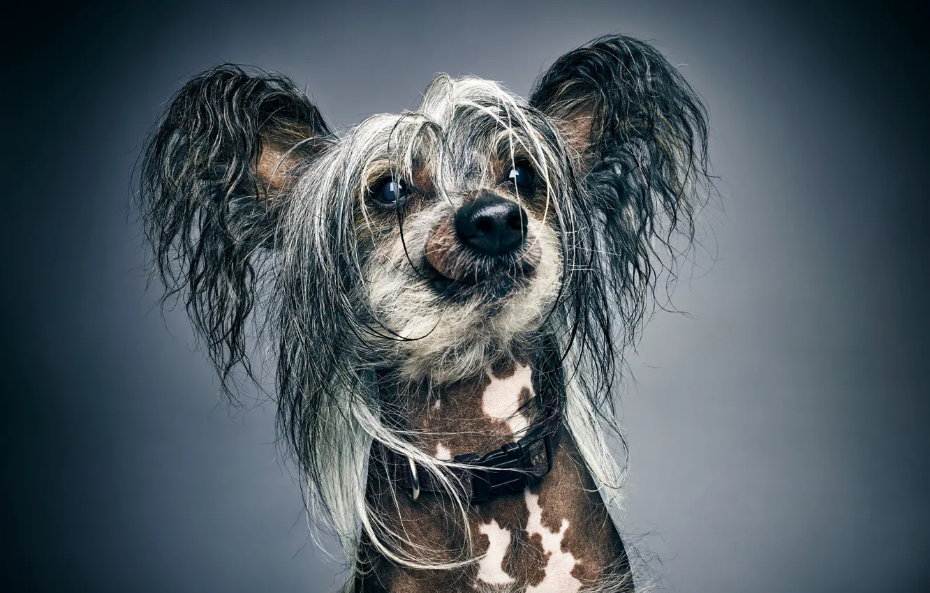 Фото обои морда, фон, портрет, собака, лохматая, Китайская хохлатая собака